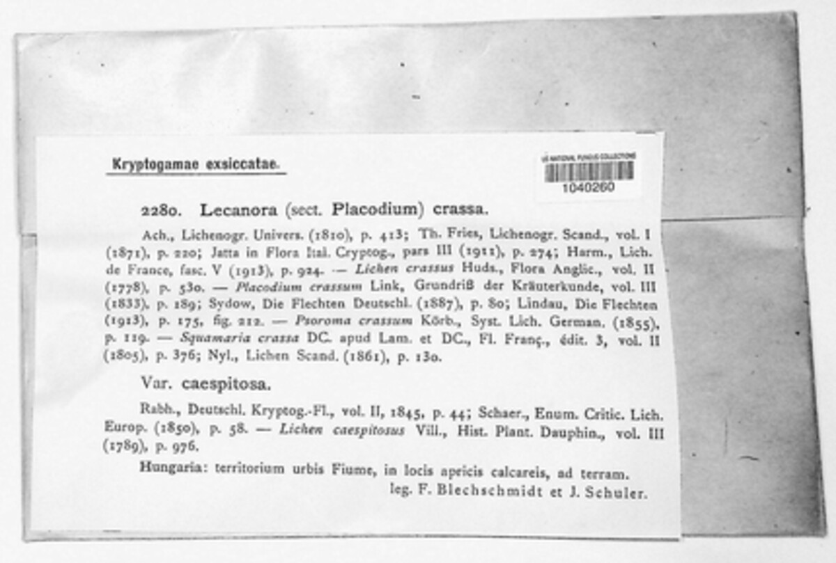 Squamarina cartilaginea image
